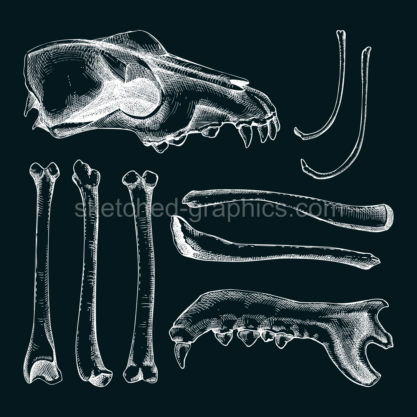 Hand drawn bones set in graphic style. Halloween design element. Animal bones, sculls parts sketches on chalkboard. Vector occult, alchemy,magic illustration for witchcraft, alchemy, Halloween decor.  Illustration